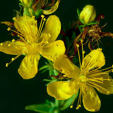 St. John’s Wort (Herb)