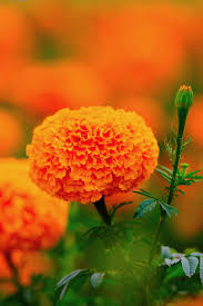 Marigold Flowers (Herb)