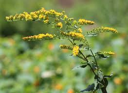 Goldenrod (Herb)