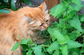 Catnip (Herb)
